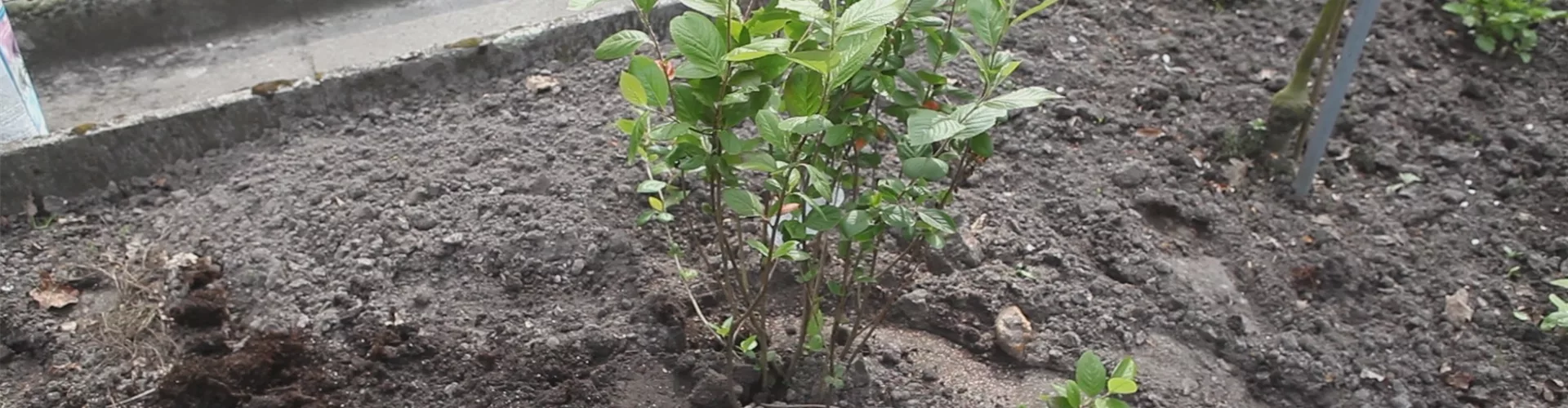 Apfelbeere - Einpflanzen im Garten (thumbnail)