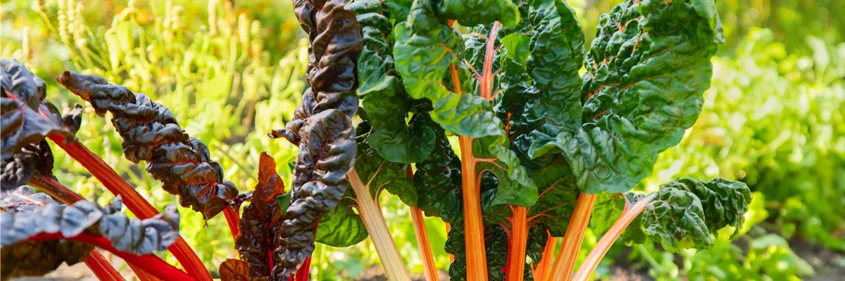 Beta vulgaris var. cicla