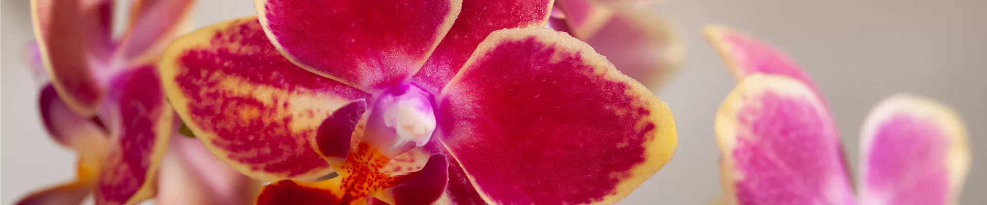 Phalaenopsis multiflora