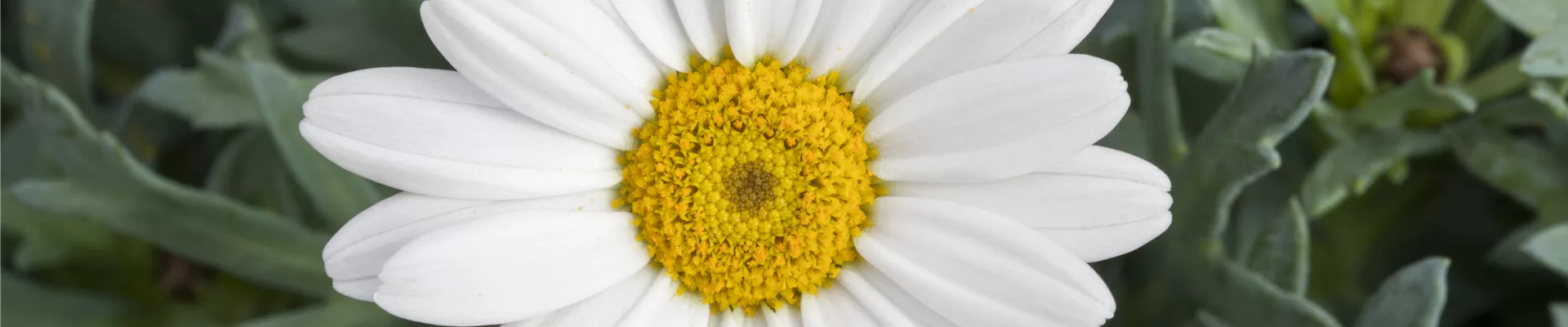 Leucanthemum