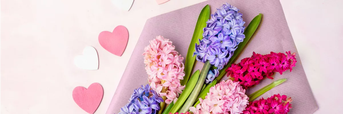 Valentinstag - Hyazinthen