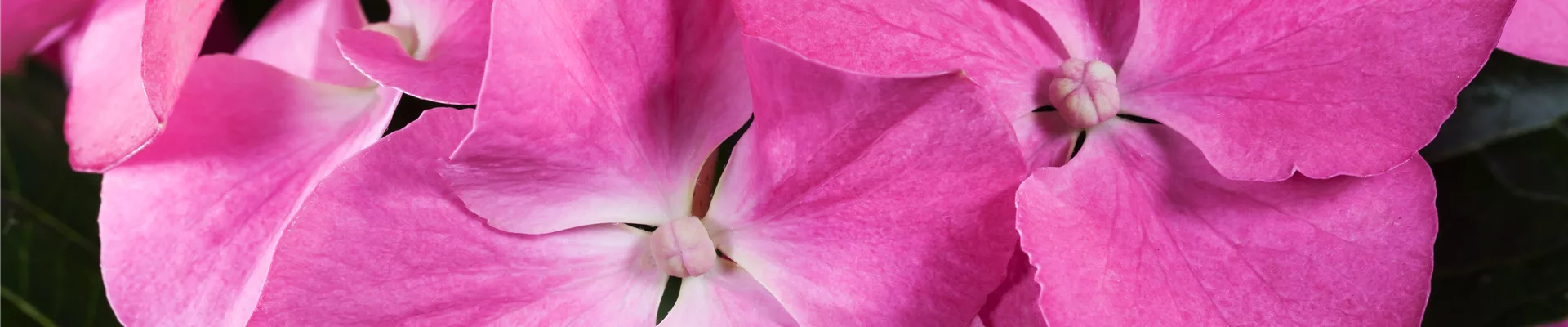 Hydrangea macrophylla, rosa Tellerblüten