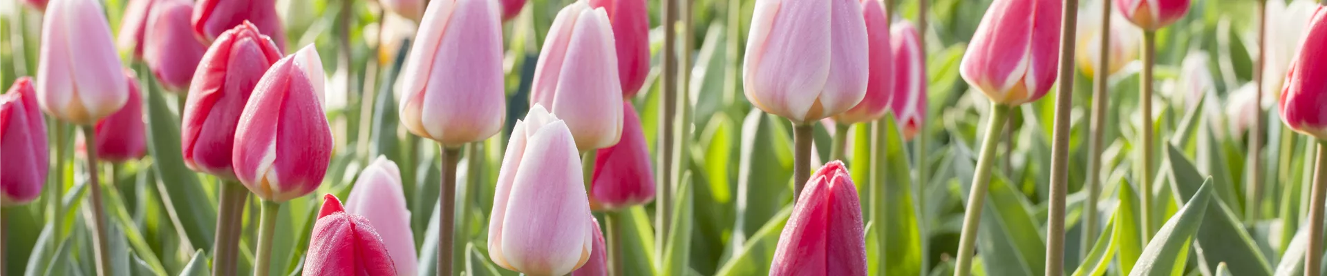 Tulpen