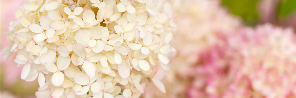 Hydrangea arborescens