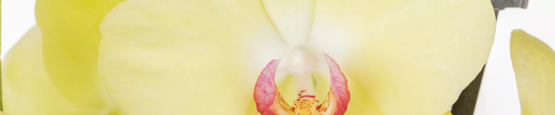 Phalaenopsis, gelb