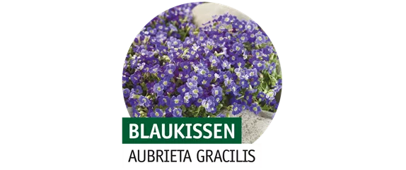 STAUDENVIELFALT!