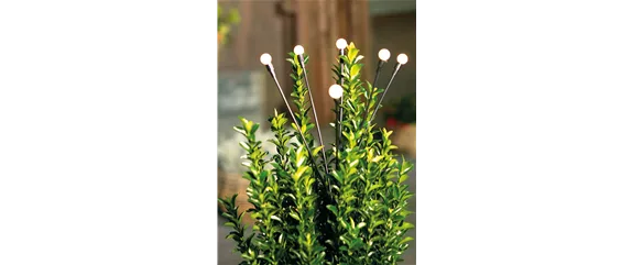 LICHTBLICKE IM WINTER-GARTEN!